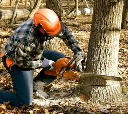 Tree Removal in West Brooklyn, IL
